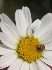 Hippodamia variegata