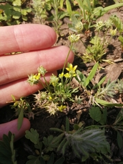 Ceratocephala testiculata