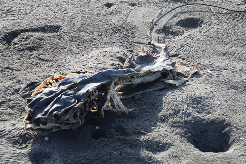 Myliobatidae