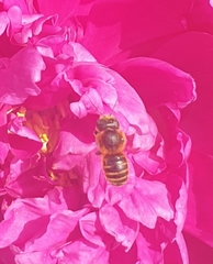 Megachile ericetorum