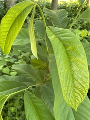 Asimina triloba