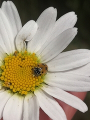 Hippodamia variegata