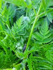 Actenicerus siaelandicus