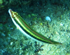 Halichoeres maculipinna