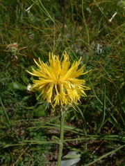 Centaurea rupestris