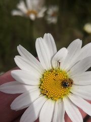Hippodamia variegata
