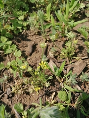 Ceratocephala testiculata