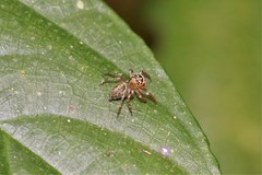 Colyttus