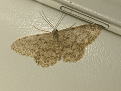 Idaea cervantaria