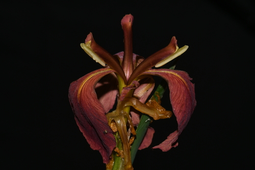 Image of Iris fulva by (c) Brian Finzel, some rights reserved (CC BY-SA)