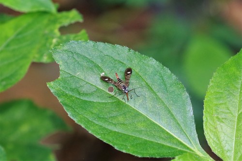 Neopanorpa infuscata