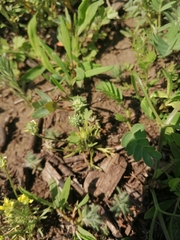 Ceratocephala testiculata