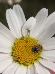 Hippodamia variegata