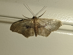 Idaea laevigata