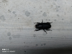 Dorcus parallelipipedus