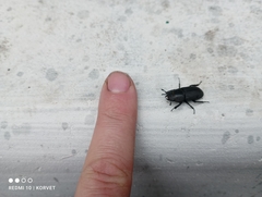 Dorcus parallelipipedus
