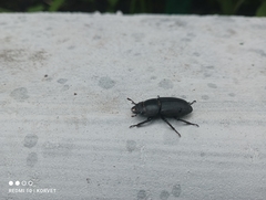 Dorcus parallelipipedus