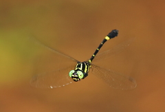 Lamelligomphus castor