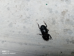 Dorcus parallelipipedus