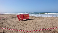 Arctocephalus tropicalis