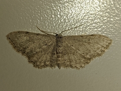 Idaea incisaria