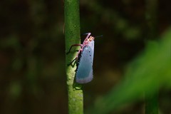 Kalidasa nigromaculata