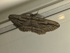 Ecleora solieraria