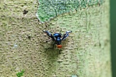 Loxoneura