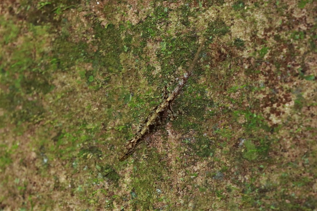 Tanintharyi Rock Gecko