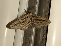 Ecleora solieraria