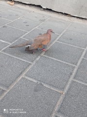 Streptopelia senegalensis