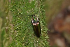 Campsosternus auratus