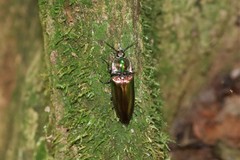 Campsosternus auratus