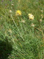 Centaurea rupestris