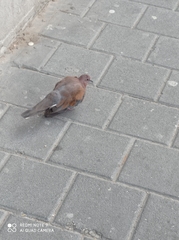 Streptopelia senegalensis