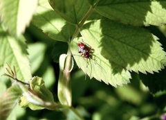 Closterotomus fulvomaculatus
