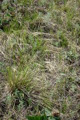 Stipa lessingiana