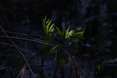 Cicuta virosa