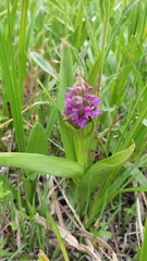 Dactylorhiza sibirica