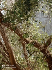 Passer domesticus