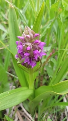 Dactylorhiza sibirica