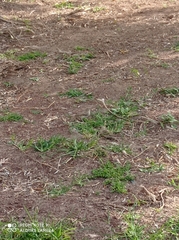 Passer domesticus