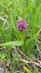 Dactylorhiza sibirica