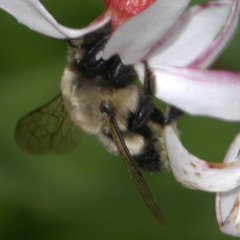 Megachile mucida