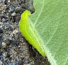 Satyrium liparops