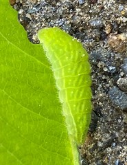 Satyrium liparops