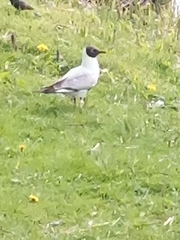 Chroicocephalus ridibundus