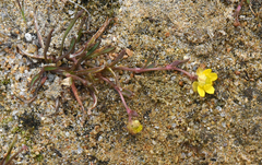 Ranunculus reptans