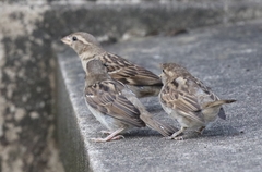 Passer domesticus
