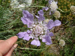 Scabiosa triandra